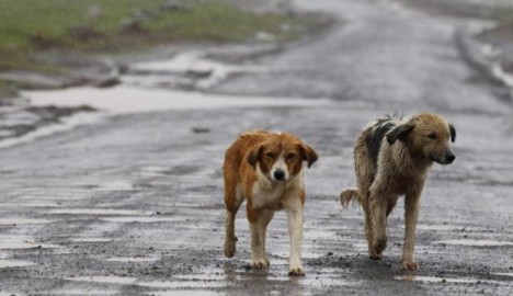 Morì dopo aver sbandato per colpa di un randagio: risarcita la famiglia